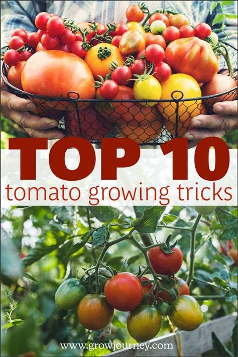 10 Tomato Growing Tricks You Need To Start Using Growjourney