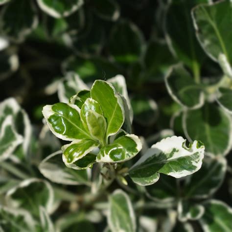 Euonymus Japonicus Bravo