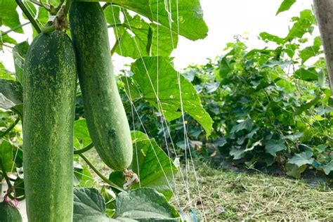Climbing Cucumbers All The Tips And Facts