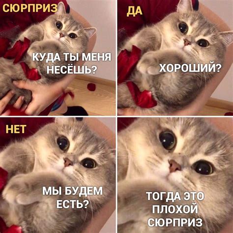 10 смешных мемов с котиками над которыми невозможно не смеяться