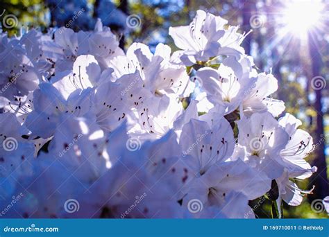 Beautiful White Azalea Flower Blooms Under Bright Sunburst Stock Image