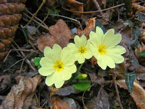 I fiori con la loro bellezza hanno da sempre scandito il passare delle stagioni e con i loro colori e profumi trasmettono delle magnifiche. In nome dei fiori: Primule: fiori di primavera giallo chiaro