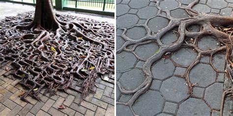 Tree Roots Reclaiming Their Space From Concrete