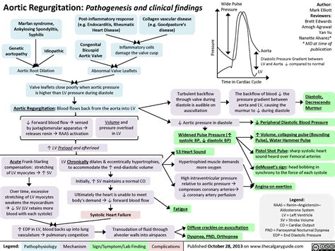 Aortic Regurgitation Pathogenesis And Clinical Findings Calgary Guide