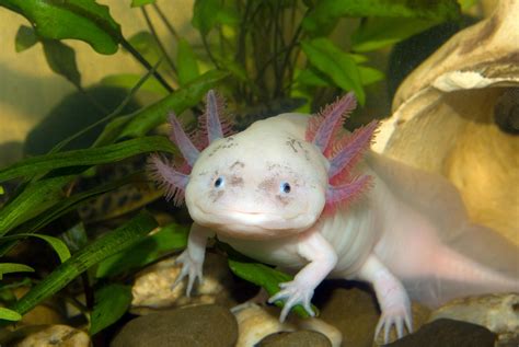Ask Dr Universe What Do Axolotl Eat What Species Are They Do You
