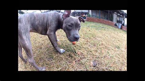 How to make tiger stripe patterns | ehow.com. Blue Nose Pitbull with Tiger Stripes - The MOST beautiful ...
