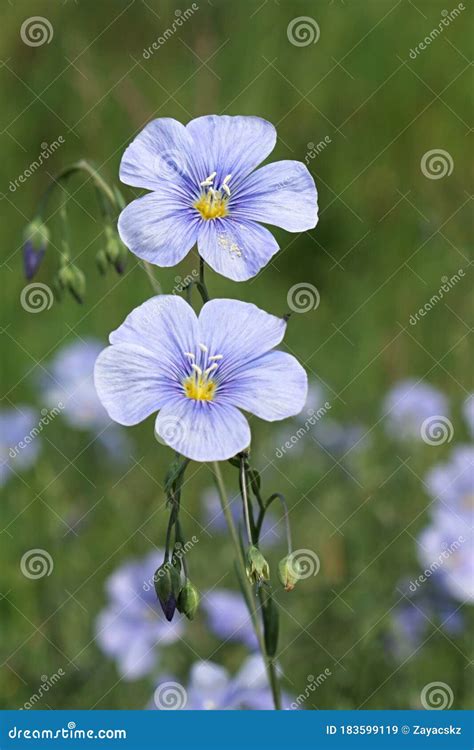 Beautiful Light Blue Flowers Of Wood Forget Me Not Plant Latin Name