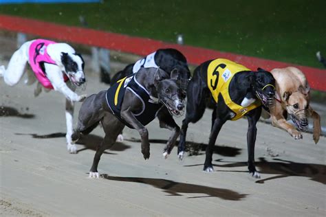 Greyhound Racing Tips And Bets For A Group I Night Of Racing Racenet