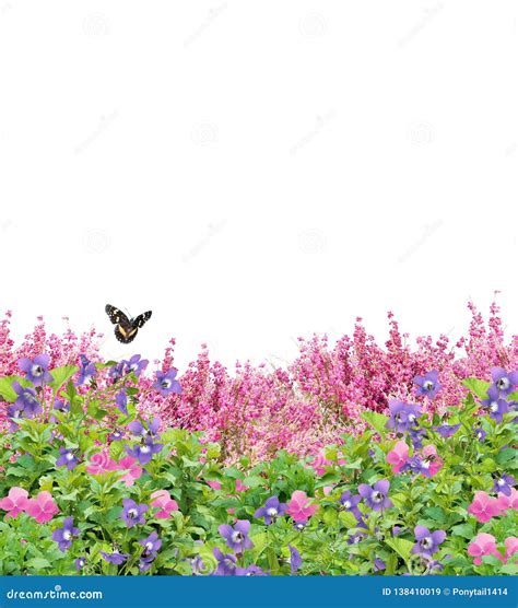 Field Of Flowers With Butterfly Isolated On White Stock Image Image