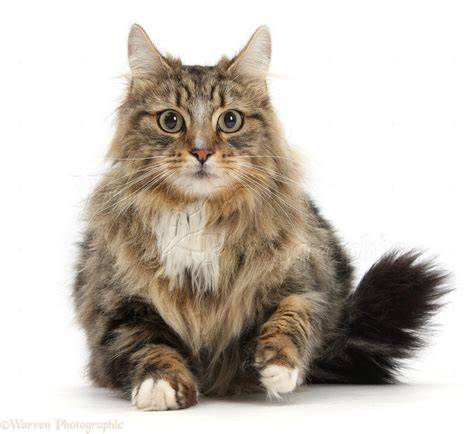 Tabby Maine Coon Cat Photo Wp39728