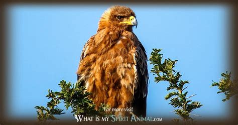 Hawk Symbolism And Meaning Spirit Totem And Power Animal
