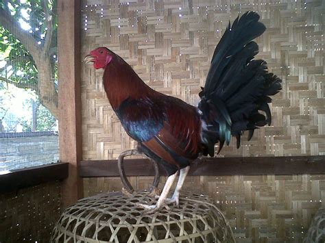 Resep ayam sprite ini populer di philipina : ayam betet