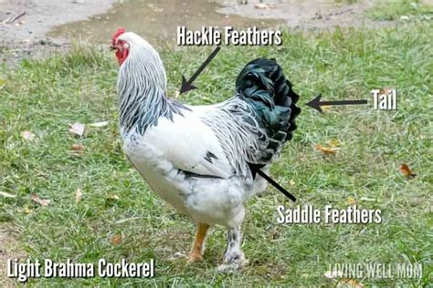 How To Tell Hens And Roosters Apart Rooster Vs Hen Differences