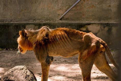 Inside The Horror Zoo With Neglected Animals And Lion Starving To
