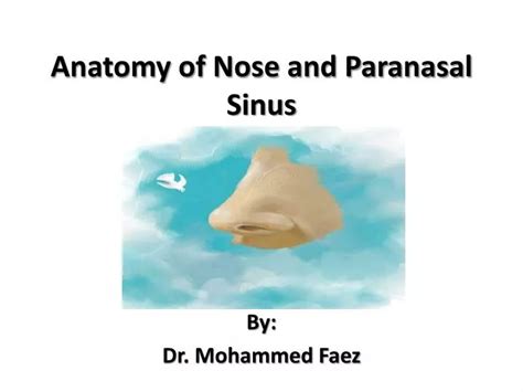 Ppt Anatomy Of Nose And Paranasal Sinus Powerpoint Presentation Free