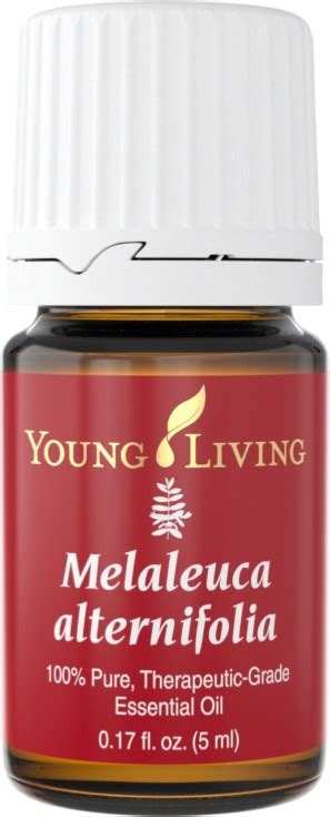 Young living malaysia member benefits. Tea Tree Oil Uses | Melaleuca AlternifoliaAn Everyday Oil