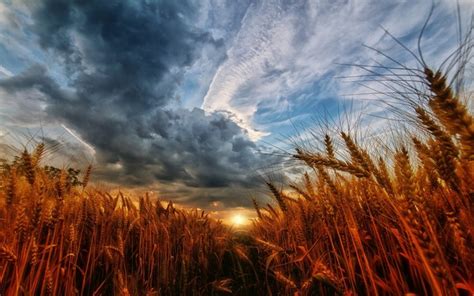 Nature Landscape Wheat Sunset Sky Clouds Field Wallpaper