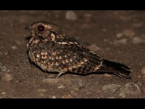 Bentuk burung prit gantil / burung kedasih burung paling jahat di dunia / si kecil berusara pedas tembakan sogok ontong gacor. Burung Kedasih Trotolan | Doovi