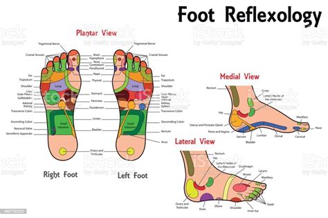 Reflexology Foot Chart Stock Illustration Download Image Now Istock