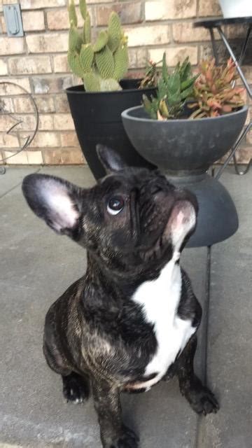 Find the perfect puppy for sale in southern illinois, illinois at next day pets. French Bulldog puppy dog for sale in Corona, California
