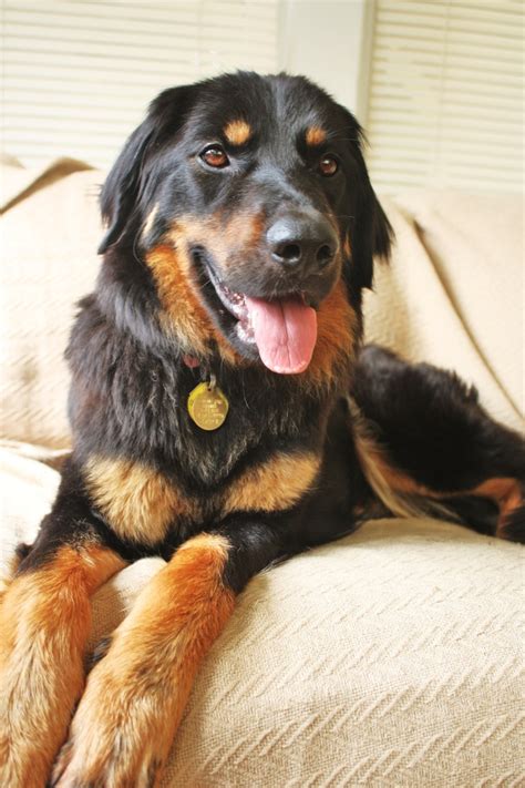 Gordon setter puppies love a good friend and enjoy time spent with family. My gorgeous Gordon Setter.