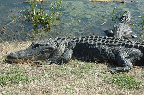 Alligators Of Brazos Bend Texas
