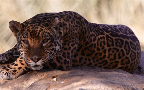 The arabian leopard panthera pardus nimr (hemprich & ehrenberg, 1833) is a critically. Yemen's Haitham Alaini supports Arabian Leopard preservation