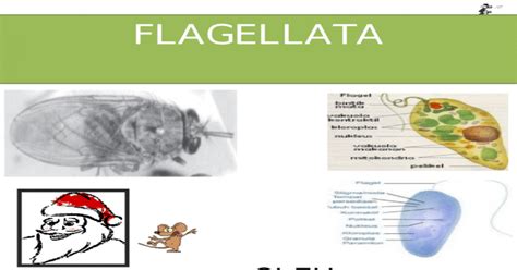 Ppt Flagellata