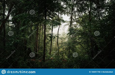 Fog And Mist In A Mysterious Dark Forest With Light Rays Shining On The