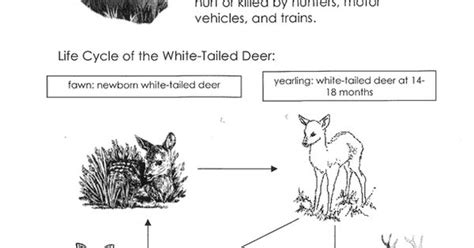 Whitetail Deer Life Cycle Chart