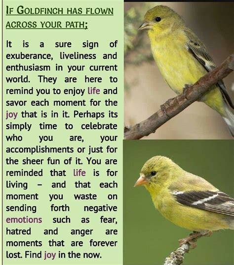 Goldfinch Animal Spirit Guides Animal Symbolism Bird