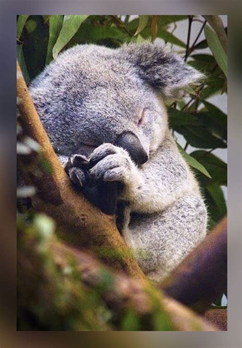 Baby Koala Bear Sleeping In The Eucalyptus Tree Cute