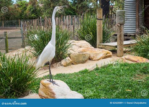 White Long Neck Bird Stock Image Image Of Animal Outdoor 62620891