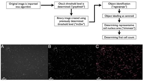 An Automated Cell Counting Algorithm For Fluorescently Stained Cells In