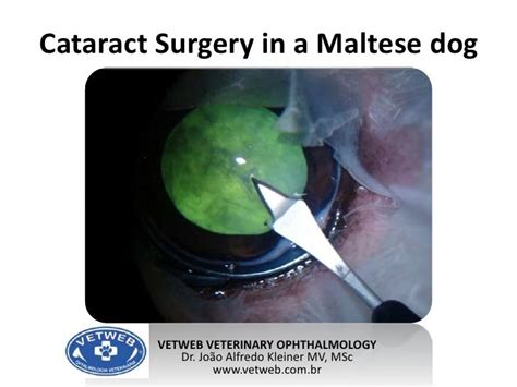 Cataract Surgery In A Maltese Dog