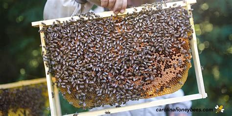 How To Stop Bees From Swarming Carolina Honeybees