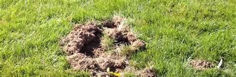 Small Holes In Lawn Overnight Reasons And Solution Tips