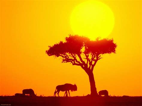 48 Hd Africa Wallpapers For Desktop And Mobile