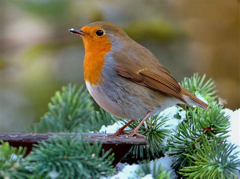 Fotos Gratis árbol Naturaleza Rama Invierno Pájaro Animal Fauna
