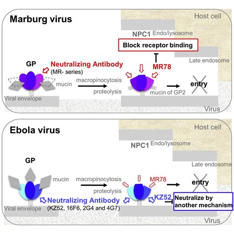 A severe viral hemorrhagic fever. Structural Basis for Marburg Virus Neutralization by a ...