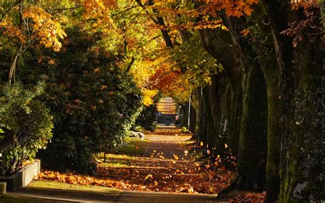 Download Wallpaper 3840x2400 Path Trees Leaves Autumn Sunlight 4k