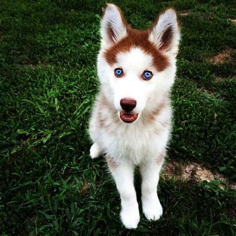 Beautiful Girl Karly Siberian Husky Clothes Siberian Husky Puppies