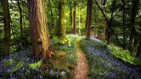 Spring Forest Path Wallpaper Hd 7463 1920 X 1080
