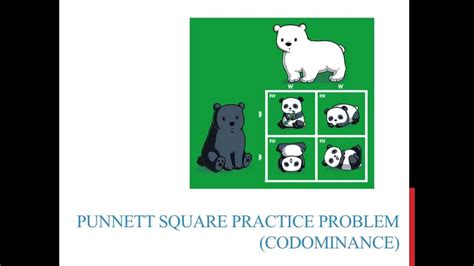 Brb practicing dribbling like patrick. Punnett square practice problems (codominance) - YouTube