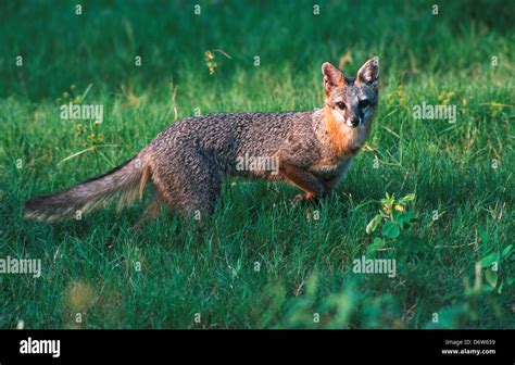 Usa Florida Gray Fox Urocyon Cinereoargenteus Stock Photo Alamy