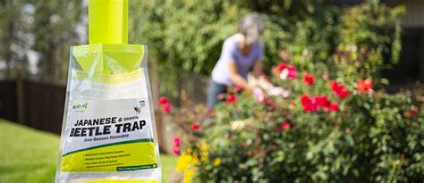 How To Get Rid Of Japanese Beetles With The Rescue Reusable Trap