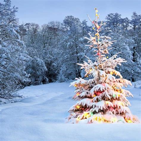 Printed Outdoor Snow Christmas Tree Lights Backdrop 842