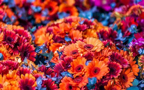 72 Colorful Flowers Wallpaper