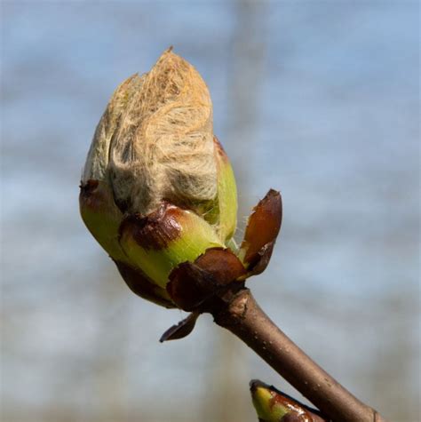 Buy Horse Chestnut Tree Online Free Uk Delivery Free Limited Tree