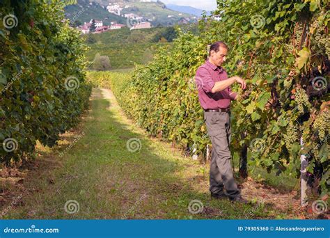 Farmer Harvesting Grapes In Vineyard Stock Photo Image Of People